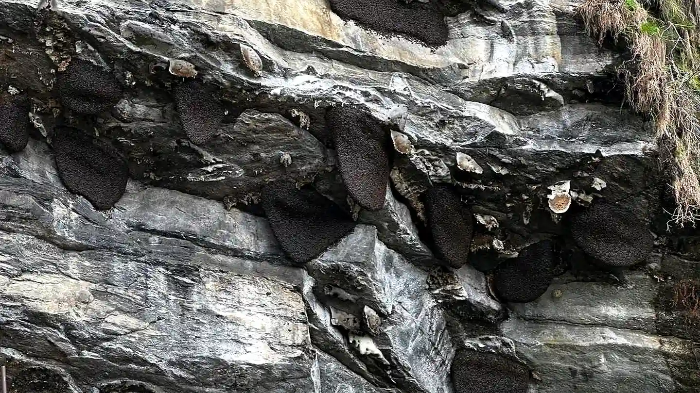 Multiple large Apis laboriosa wild honeybee hives clinging to a sheer layered rock cliff face in Nepal, showing the natural nesting habitat of Himalayan cliff bees — documenting the species at the center of the IMHSI Cliff Bee Conservation Program.