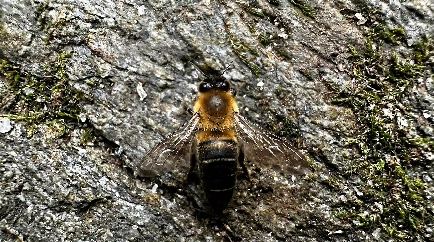 A top-down close-up of an Apis laboriosa Himalayan giant cliff bee resting on granite rock with wings fully spread, showing its golden-orange thorax, black banded abdomen, and translucent wings, with patches of green moss visible around it.