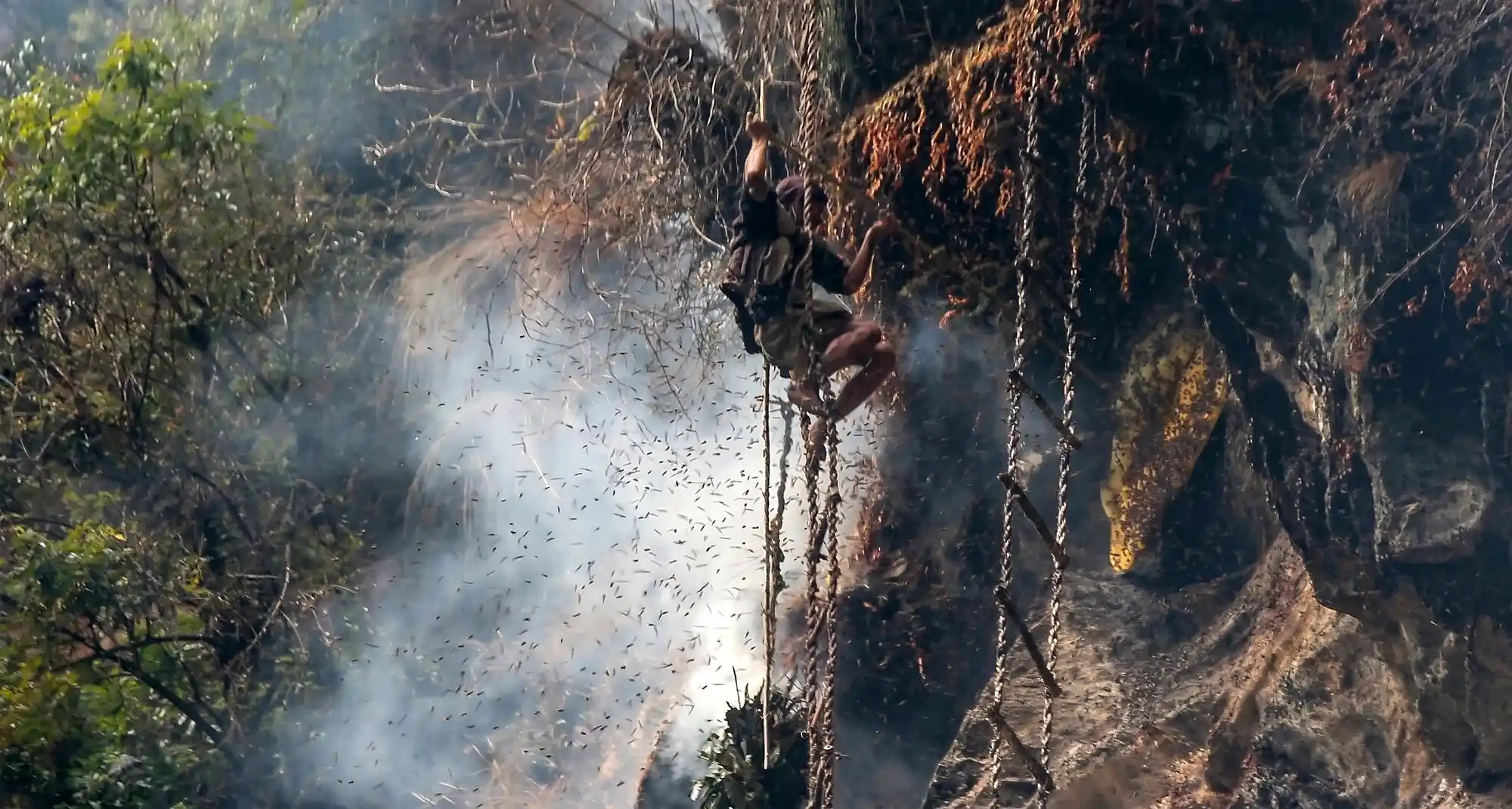 A honey hunter scaling a rope ladder against a steep cliff face covered in honeycomb and thousands of swarming Apis laboriosa bees, surrounded by thick white smoke from burning torches during a traditional Himalayan mad honey harvest.