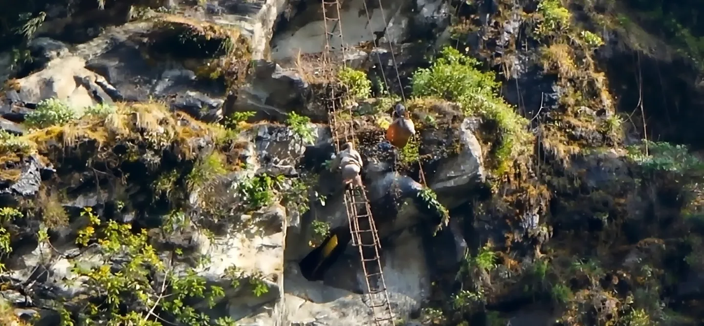 An aerial view of a honey hunter climbing a rope ladder fixed against a moss-covered Himalayan cliff face, with a woven harvest basket visible below and dense green vegetation growing between rock ledges — captured from a distance showing the scale and terrain of a traditional cliff harvest.